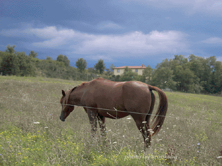 un nostro cavallo nel pascolo biologico